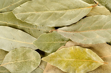 Image showing Arrangement of bay leaves