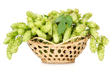 Image showing Hops in a basket isolated