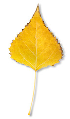 Image showing Birch leaf