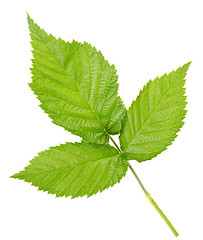 Image showing Three leaves of raspberry