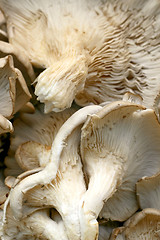 Image showing Mushroom