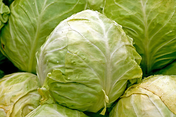 Image showing Organic cabbage