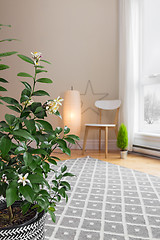 Image showing Blooming lemon tree in a room with modern decor