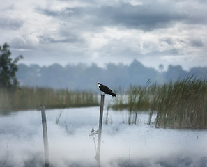 Image showing Foggy Morning On A Lake