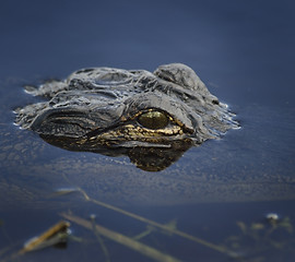 Image showing Alligator Head In The Water 