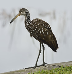 Image showing Limpkin Bird