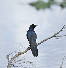 Image showing Blackbird On A Branch