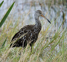 Image showing Limpkin Bird