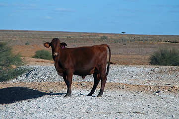 Image showing Outback cow