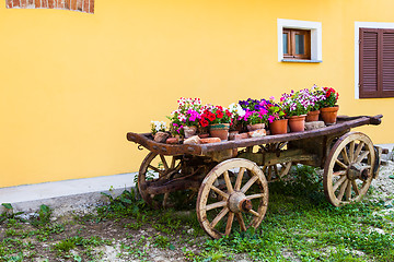 Image showing Tuscany flowers