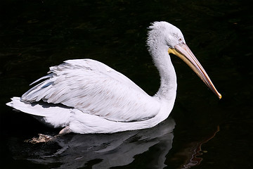 Image showing Pelican