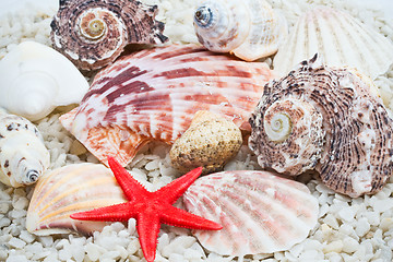 Image showing Seashells