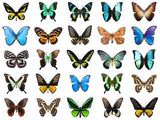 Image showing Tropical butterflies