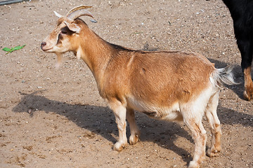 Image showing Goat