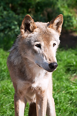 Image showing Wolf