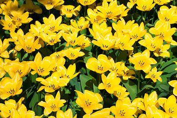 Image showing Tulip flowers