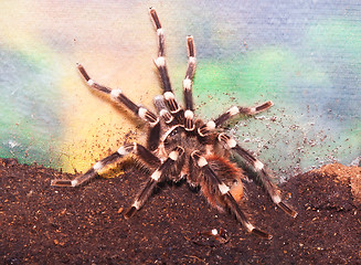 Image showing Spider