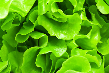 Image showing Lettuce