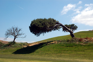 Image showing tree