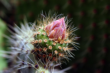 Image showing flower cactus