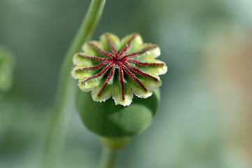 Image showing Poppy