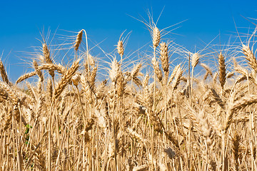 Image showing Wheat field