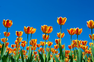 Image showing Tulip flowers