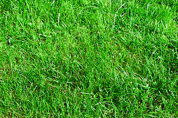 Image showing Green grass