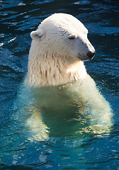 Image showing Polar bear