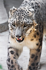 Image showing Snow Leopard