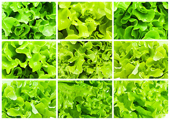 Image showing Lettuce