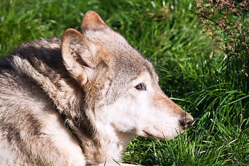 Image showing Wolf