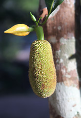 Image showing jackfruit