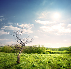 Image showing Old dry tree