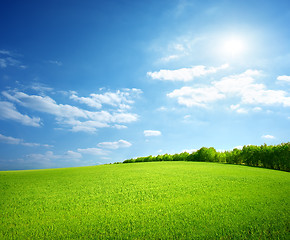 Image showing Field of green grass