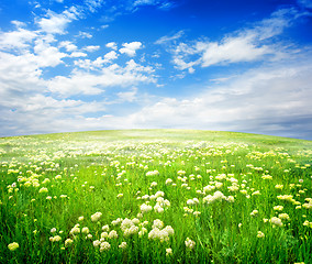 Image showing Field of flowers