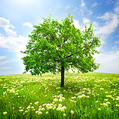 Image showing Tree and wild flowers