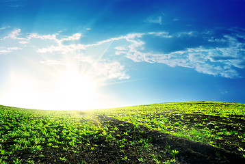 Image showing Spring meadow