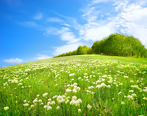 Image showing Field of white flowers