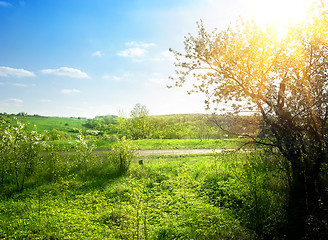 Image showing Blooming green garden