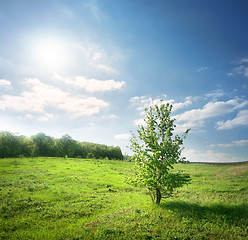 Image showing Blooming green tree