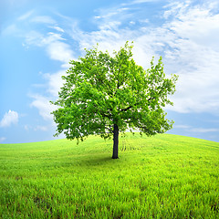 Image showing Tree in field