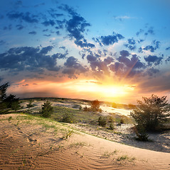 Image showing Vegetation in the desert