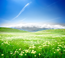 Image showing Wild spring flowers