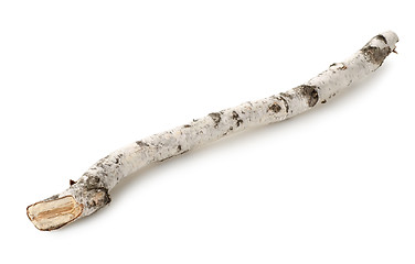 Image showing Birch branch isolated