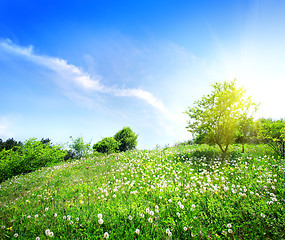 Image showing Dandelions on a green meadow