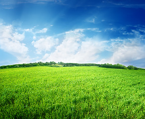 Image showing Green field and blue sky