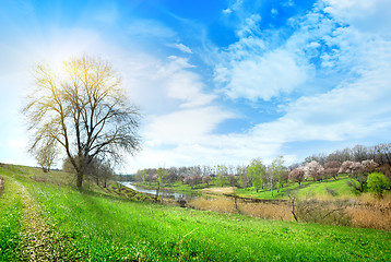 Image showing Big tree and lake