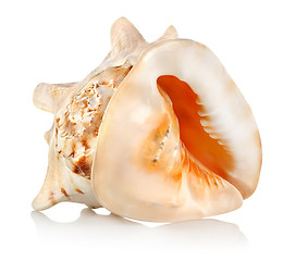 Image showing Big seashell