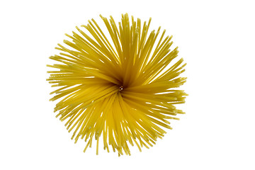 Image showing Spaghetti flower

